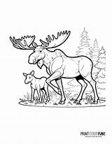 Moose Coloring Pages For Kids sketch template