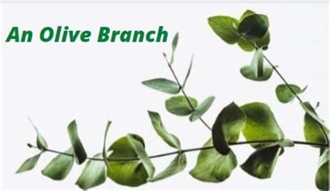 The Olive Branch: A Symbol of Peace - HubPages