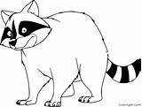 Free Raccoon Coloring Pages Sketch Page sketch template