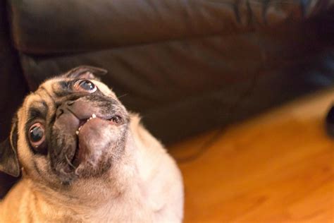 Pug face! | Funny dog pictures, Pugs, Dog pictures