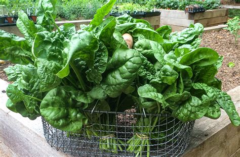 How Do I Grow Spinach? | Planting & Harvesting Guide | joegardener®