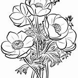 Poppies Coloring Pages Printable For Free Download sketch template
