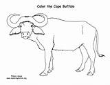 Cape Buffalo Coloring Pages Coloring Pages sketch template