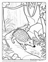 100  Hedgehog coloring pages Free PDF To Print Woo Coloring sketch template