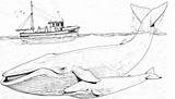 Whale Coloring Pages sketch template