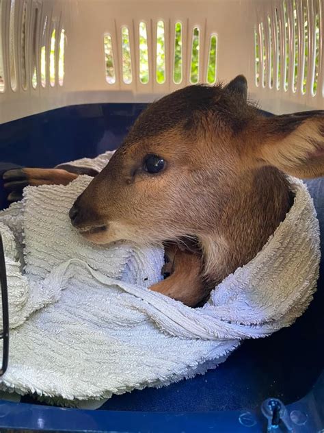 Malnourished & injured Sambar deer fawn along Mandai trail euthanised due to injuries ...