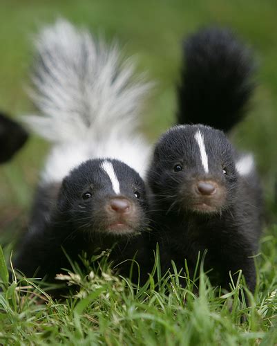 Skunks Cute Animal-Wildlife | The Wildlife