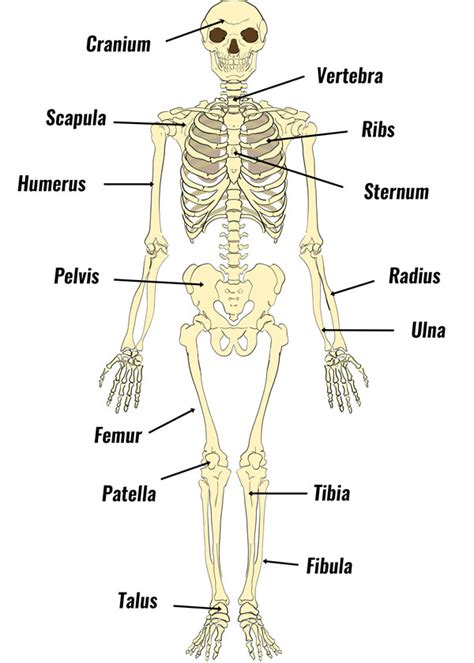 The Human Skeleton - Bones, Structure & Function - TeachPE.com