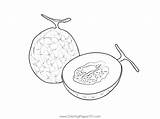Melon Coloring Pages Cantaloupe Template Fruits Honeydew Designlooter  sketch template