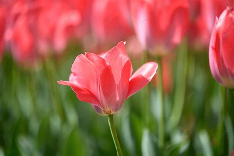 Flower Field Pink Tulip Sunny Day Background, Spring Tour, Photography ...