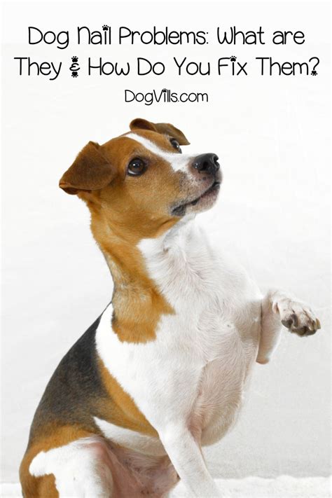 Dealing with Dog Nail Problems: Symptoms and Treatment Advice - DogVills