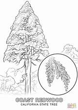 Redwood Tree Coloring Pages At GetColoringscom  Free Printable sketch template