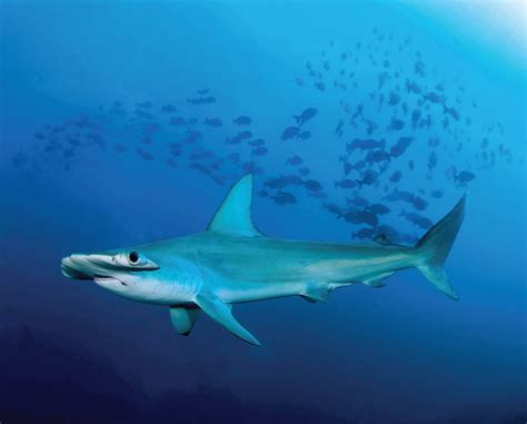 Where to Safely See Sharks - Texas Highways Magazine | Everand