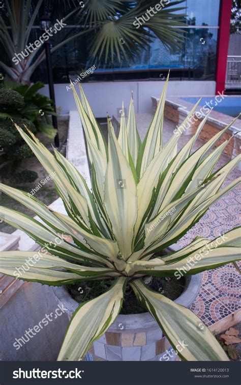 Furcraea Gigantea Striata Tropical Plant Originating Stock Photo ...