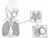 Free Respiratory System Coloring Page Download  sketch template