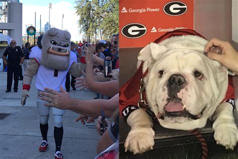 Sports Illustrated: Univ. of Georgia mascot is best ever - 41NBC News | WMGT-DT