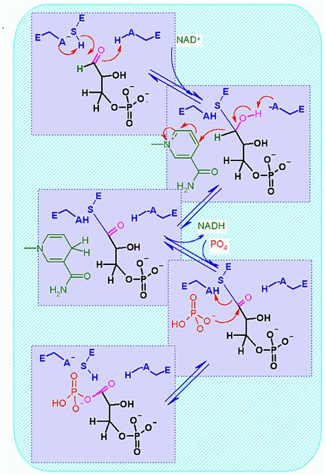 Glyceraldehyde-3-Phosphate Dehydrogenase