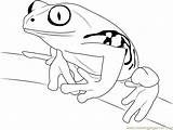 Tree Frog On Branch Coloring Page For Kids  Free Printable sketch template