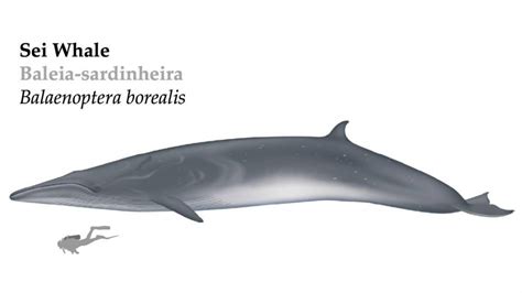 Sei Whale - The "Sardinheira" | TERRA AZUL™ Azores