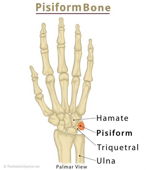 Pisiform Bone Definition, Location, Anatomy, Functions, & Diagram