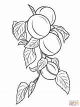 Apricot Branch coloring Page  Free Printable Coloring Pages sketch template