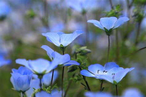 How to Grow and Care for Baby Blue Eyes (Nemophila menziesii)