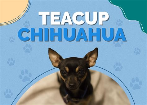 Teacup Chihuahua Dog Breed Info: Pictures, Temperament & Traits | Hepper