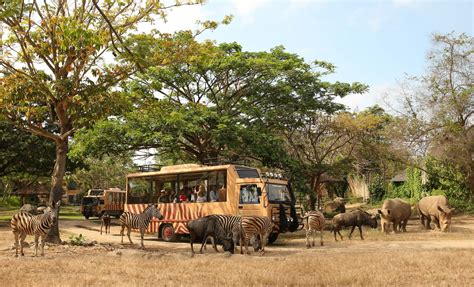 Intip Serunya Berlibur Sambil Belajar di Bali Safari Park – DEPOK POS