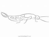 Earwig Coloring Page For Kids  Free Earwigs Printable Pages sketch template