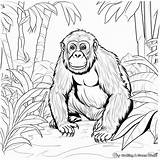 Chimpanzee Coloring Pages  Free & Printable sketch template