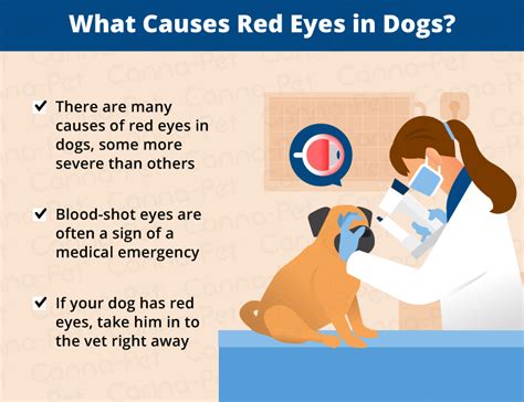 What Causes Dogs Eyes To Be Bloodshot