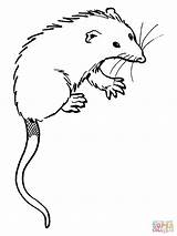 Virginia Opossum Coloring Online  Super sketch template