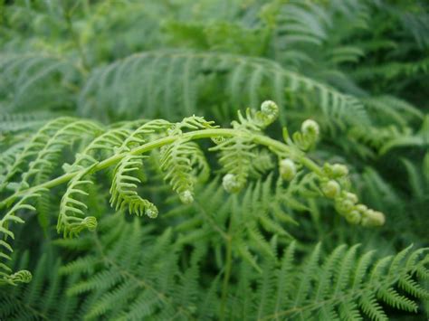 Free Stock photo of Unfurling fern frond | Photoeverywhere
