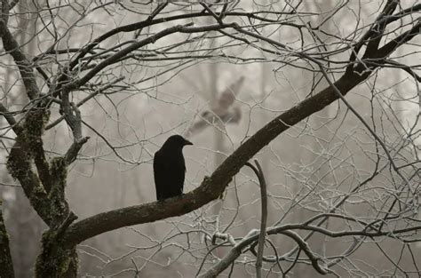 Spiritual Meaning of a Crow | Spiritual Meaning of Crows | What Does a Crow Symbolize | Crow ...