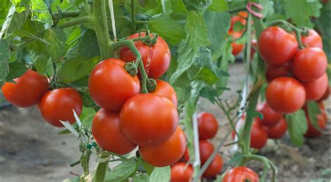 How to grow tomatoes | Help & Ideas | DIY at B&Q