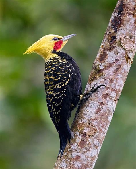 Tropical Photo Tours on Instagram: “Another beauty from Brazil’s Atlantic rainforest is this ...