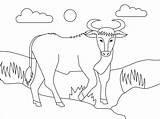 Matador And Bull Colouring Pages Sketch Coloring Page sketch template