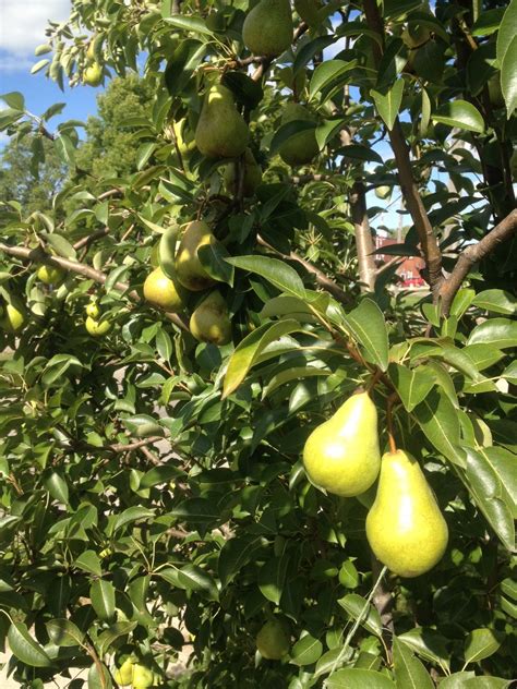 European Pear Trees – Silver Creek Nursery Ltd.