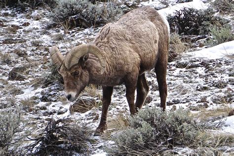 Amazing Wildlife Photos in Yellowstone National Park | Reader's Digest