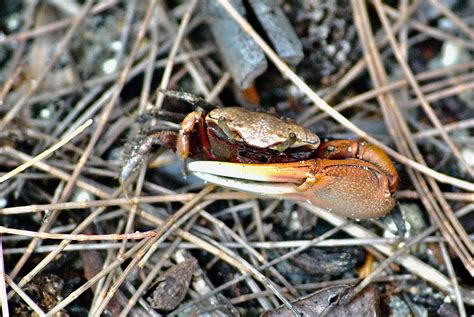 Sand Fiddler Crab