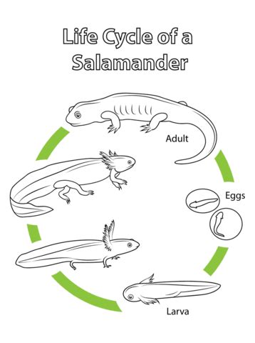 Life Cycle of a Salamander Coloring page | Free Printable Coloring Pages | Life cycles ...