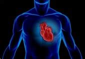 Slow Heart Rate Does Not Increase Risk of Heart Disease - Science news - Tasnim News Agency