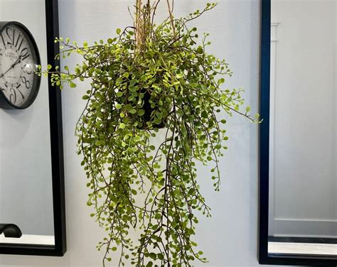 Hanging Plant Faux Hanging Plant Hanging Greenery Baby Tear - Etsy