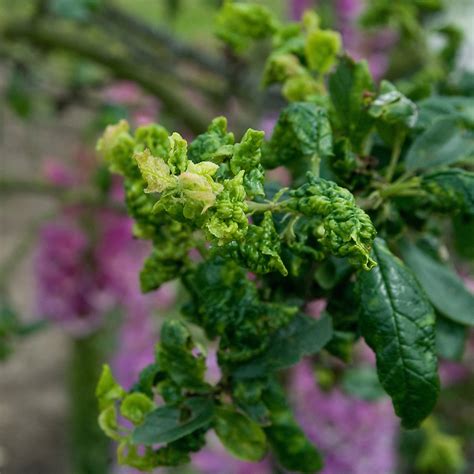 Leaf-curling plum aphid | Alan Buckingham