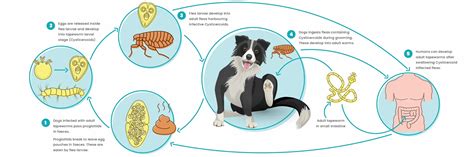 Signs and Symptoms of Tapeworm in Dogs