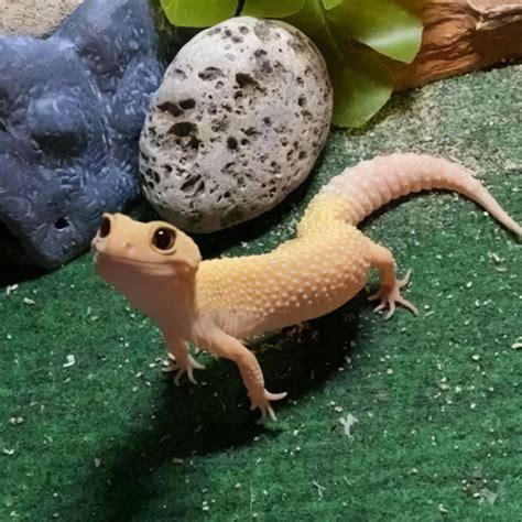 116 Of The Most Adorable Lizard Pics The Internet Has To Offer - Its ...