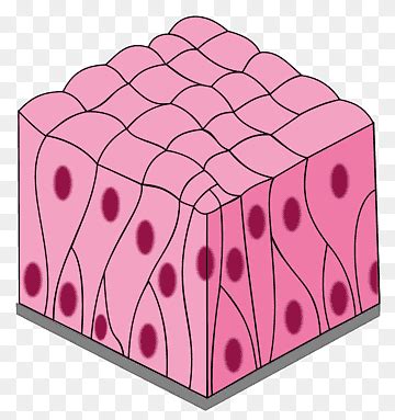 Free download | Simple columnar epithelium Pseudostratified columnar epithelium Simple squamous ...