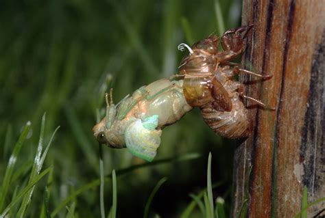 The wings of the Cicada are just beginning to unfold.