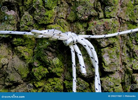 White rope knot stock image. Image of closeup, wood - 290277881