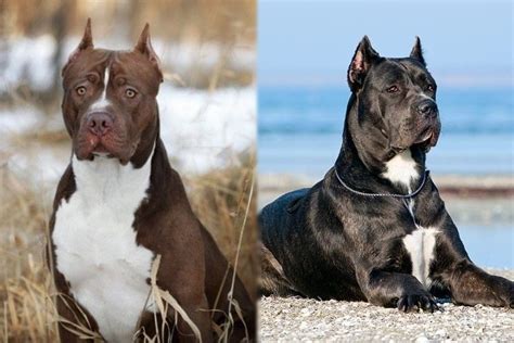 American Pit Corso (American Pitbull Terrier & Cane Corso Mix): Info, Pictures, Characteristics ...